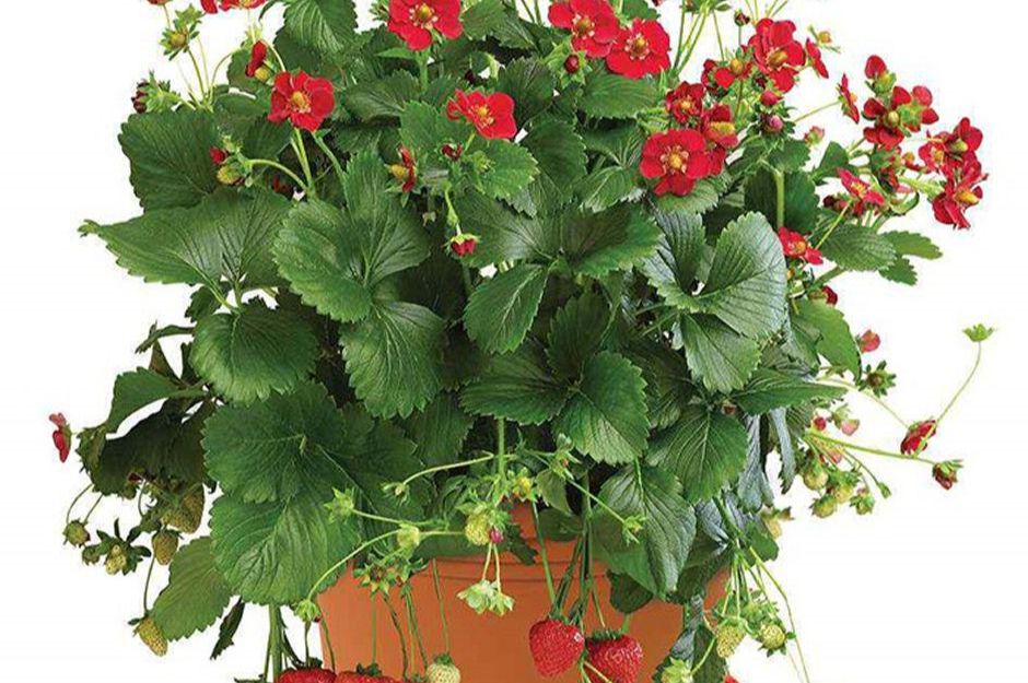 Jersey Plants Direct Gift Vouchers