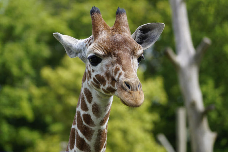 ZSL Whipsnade Adult Tickets