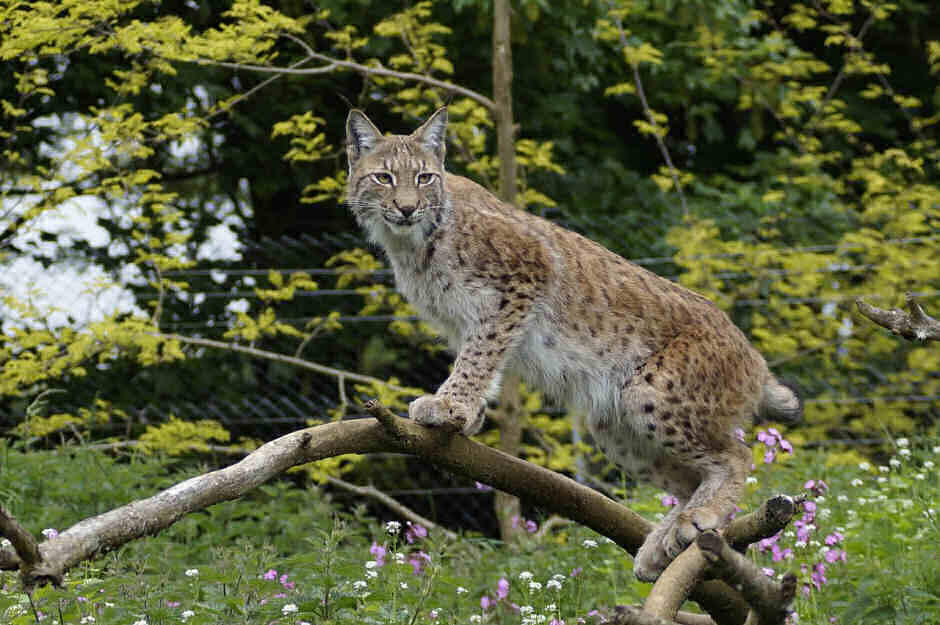 ZSL Whipsnade Adult Tickets