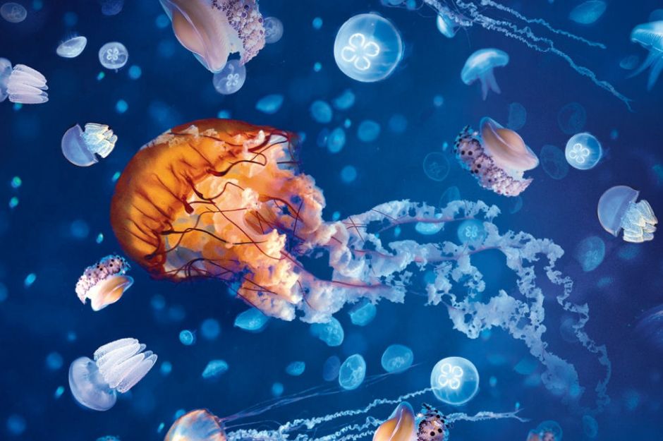 Sealife Birmingham Adult + Toddler Ticket