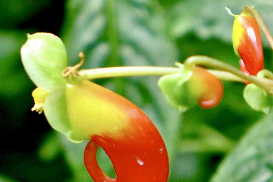 Impatiens Niamniamensis Parrot Plant