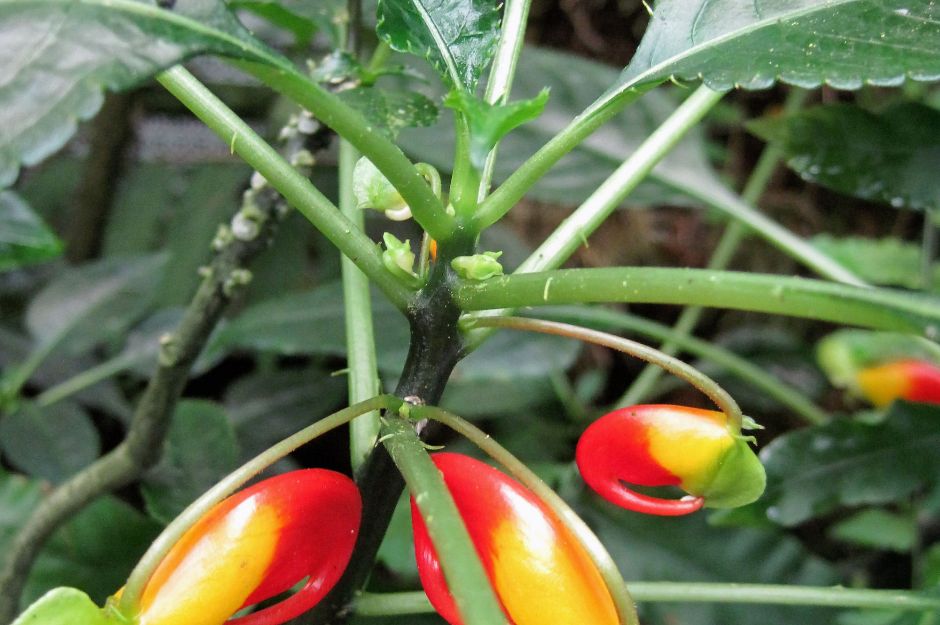 Impatiens Niamniamensis Parrot Plant