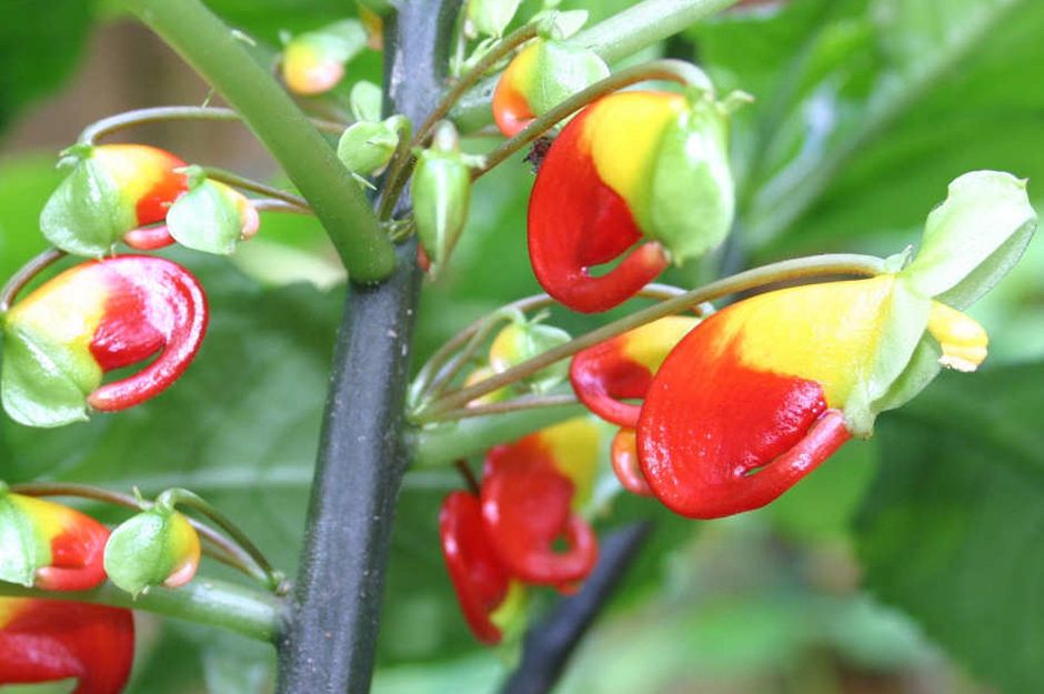Impatiens Niamniamensis Parrot Plant