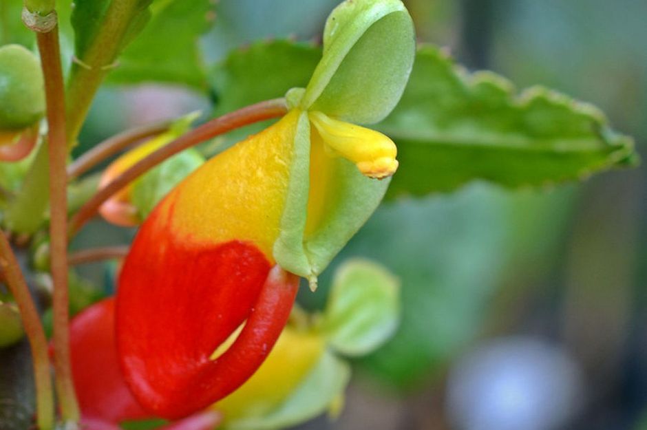 Impatiens Niamniamensis Parrot Plant