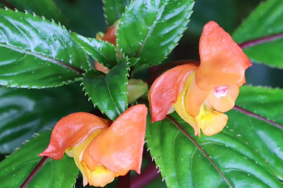 Impatiens Auricoma x Bicaudata Plant