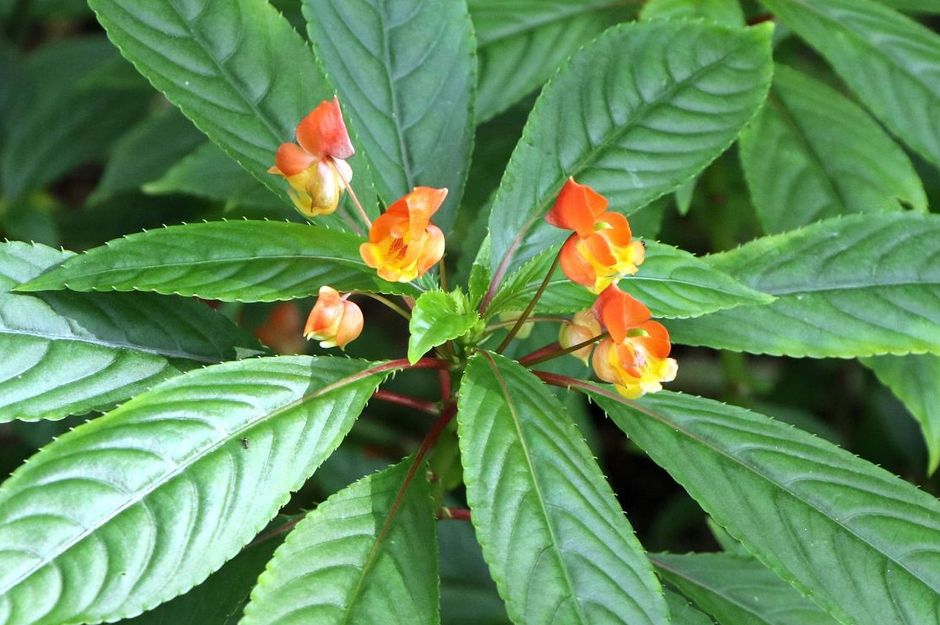 Impatiens Auricoma x Bicaudata Plant