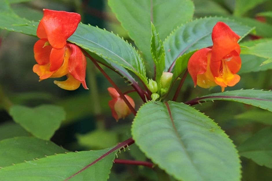 Impatiens Auricoma x Bicaudata Plant