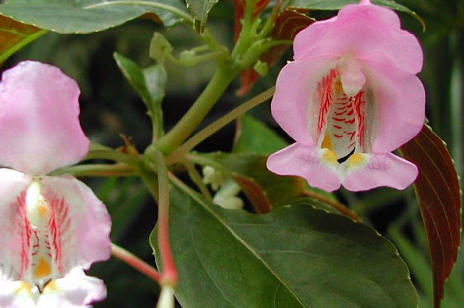 Impatiens Tuberosa Plant