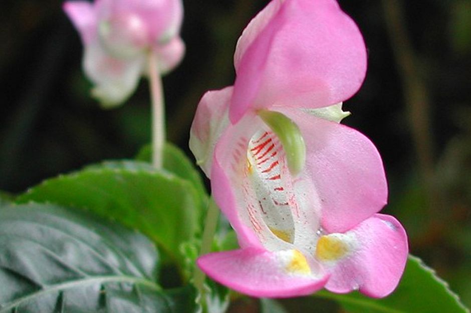 Impatiens Tuberosa Plant