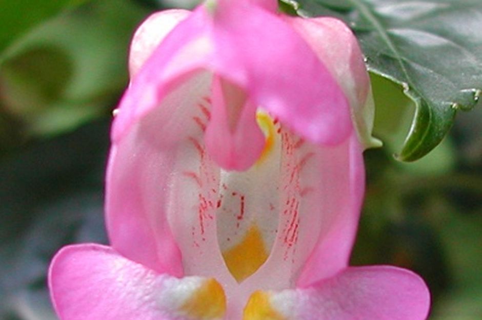 Impatiens Tuberosa Plant