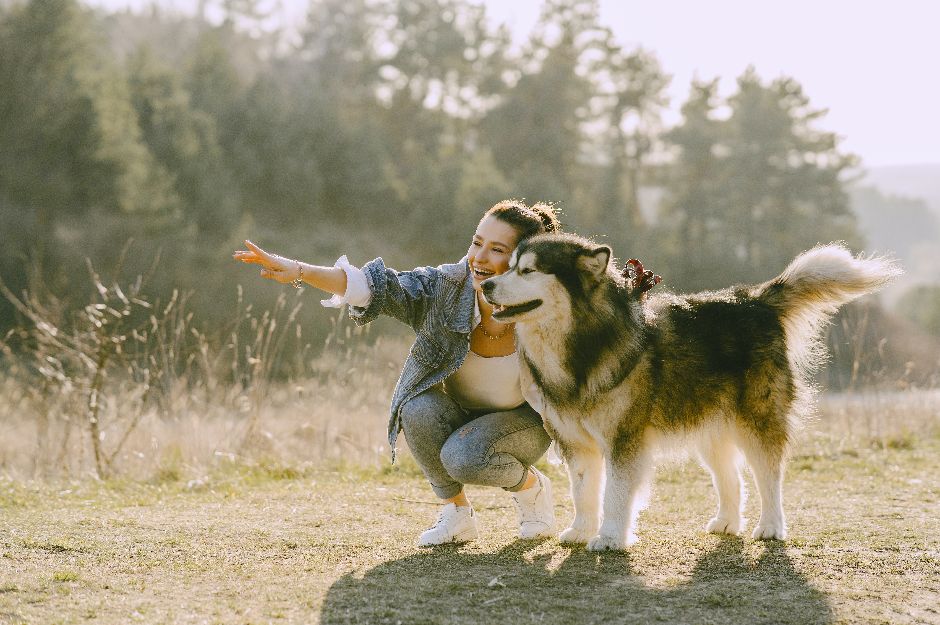 Pet Psychology Diploma