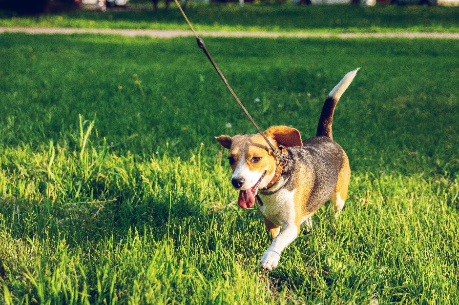 Pet Psychology Diploma