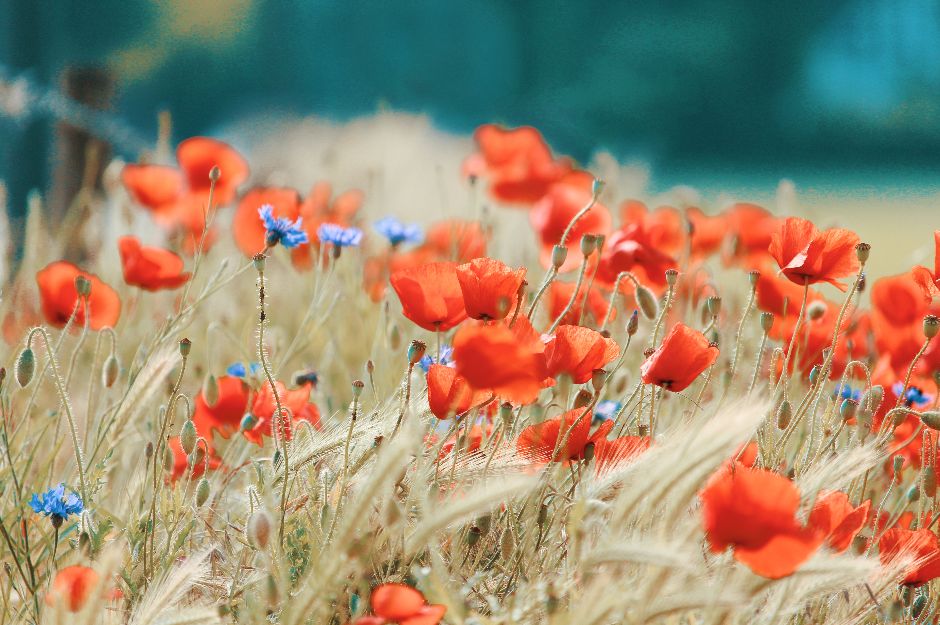 Flower and Plant Photography Course