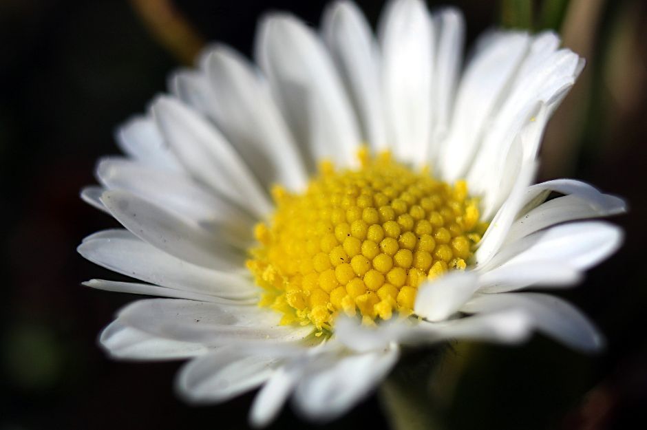 Flower and Plant Photography Course