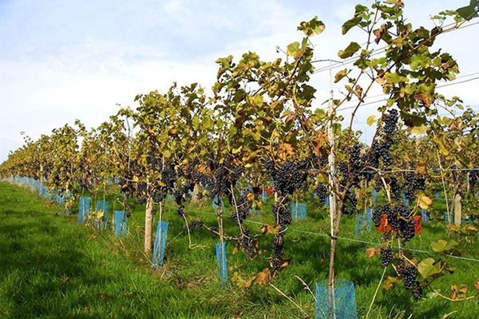 Organic Deluxe Vineyard Tour and Tasting