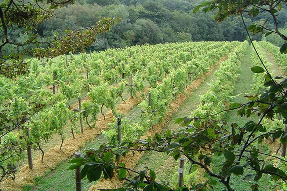 Organic Deluxe Vineyard Tour and Tasting