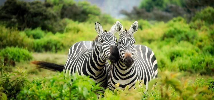 Wildlife Conservation at London Zoo